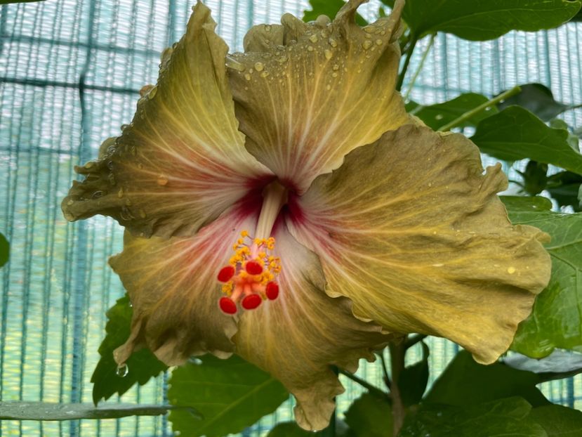  - Moorea Green Gold Pearl