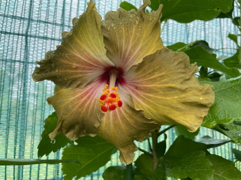  - Moorea Green Gold Pearl