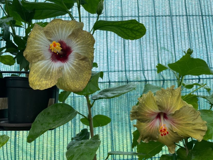  - Moorea Green Gold Pearl