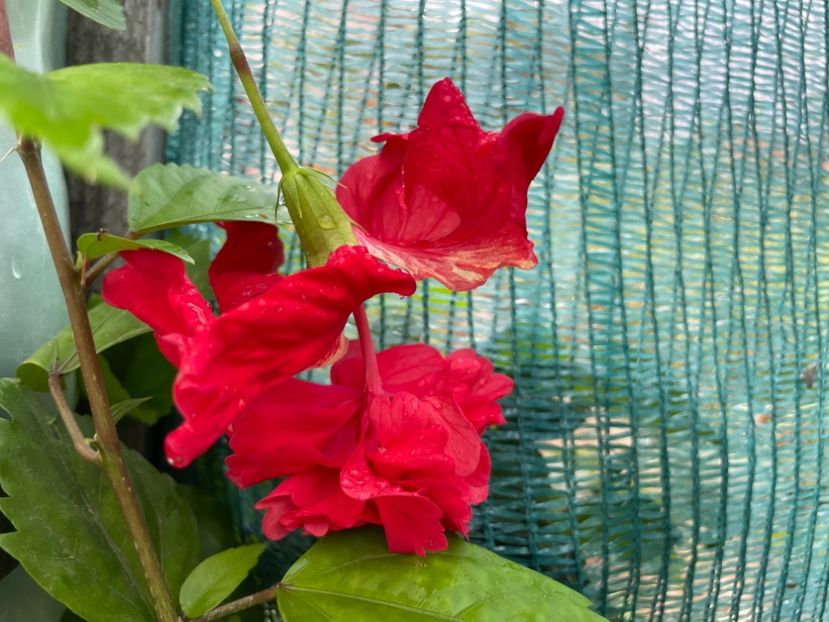  - 001 - Hibiscusi 2024 - 2