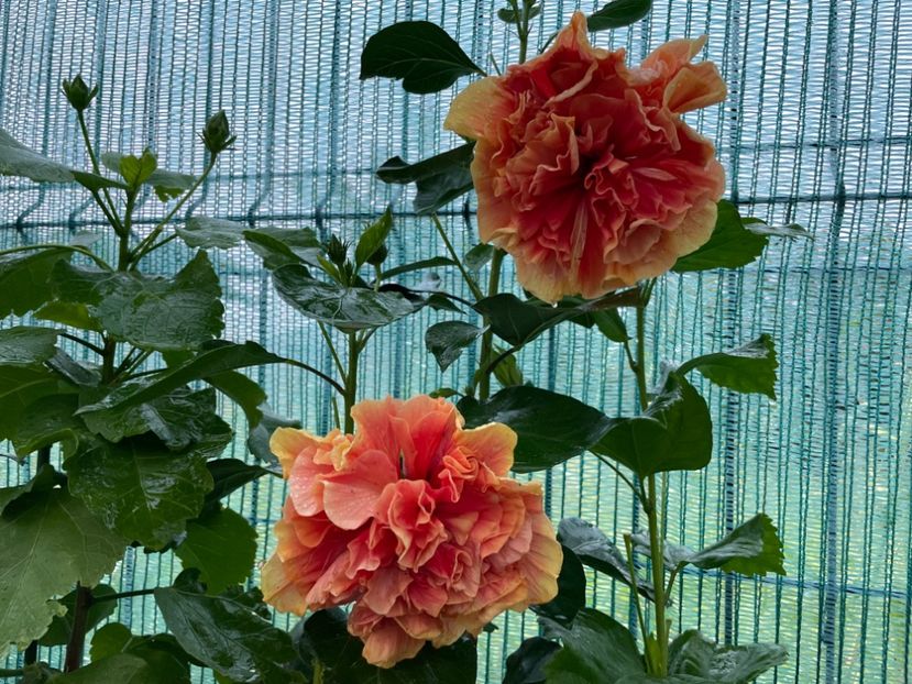  - 001 - Hibiscusi 2024 - 2