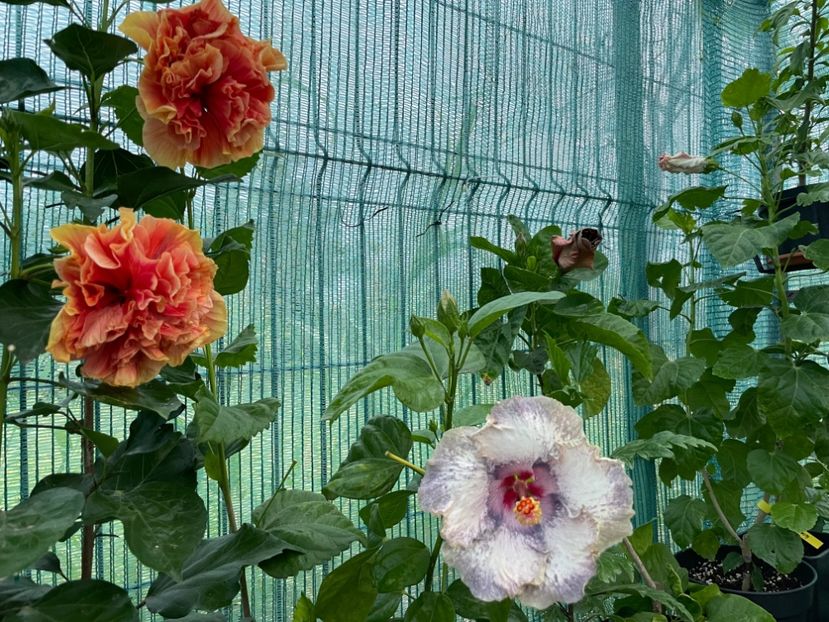  - 001 - Hibiscusi 2024 - 2