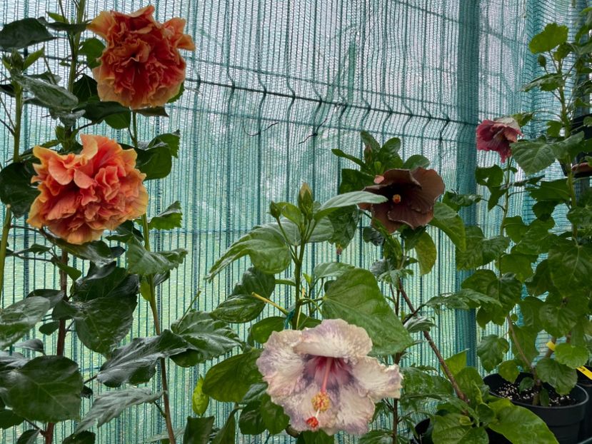  - 001 - Hibiscusi 2024 - 2