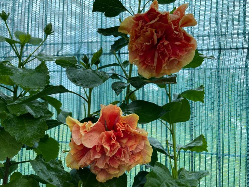  - 001 - Hibiscusi 2024 - 2