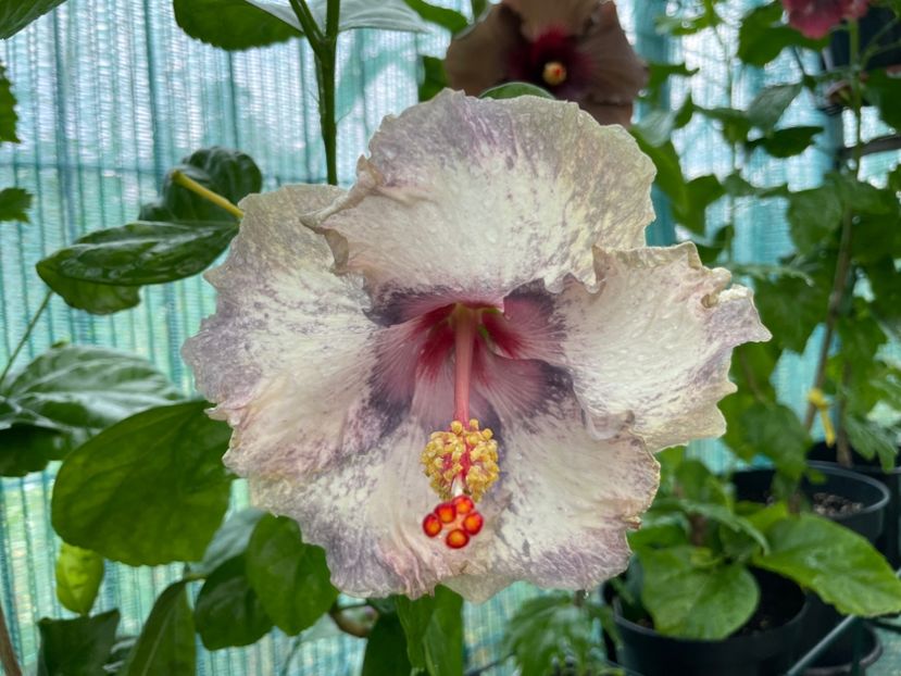  - 001 - Hibiscusi 2024 - 2