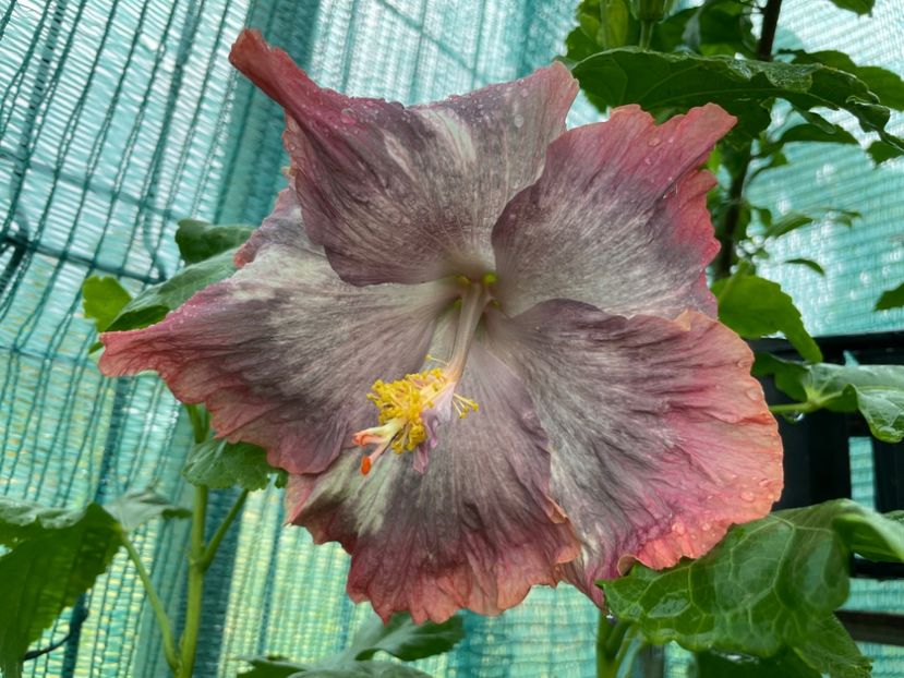  - 001 - Hibiscusi 2024 - 2