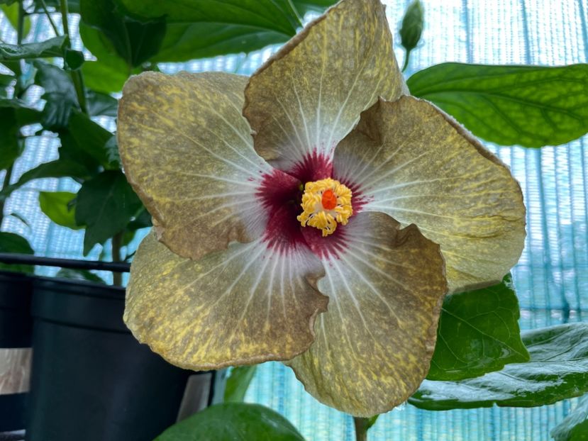  - 001 - Hibiscusi 2024 - 2