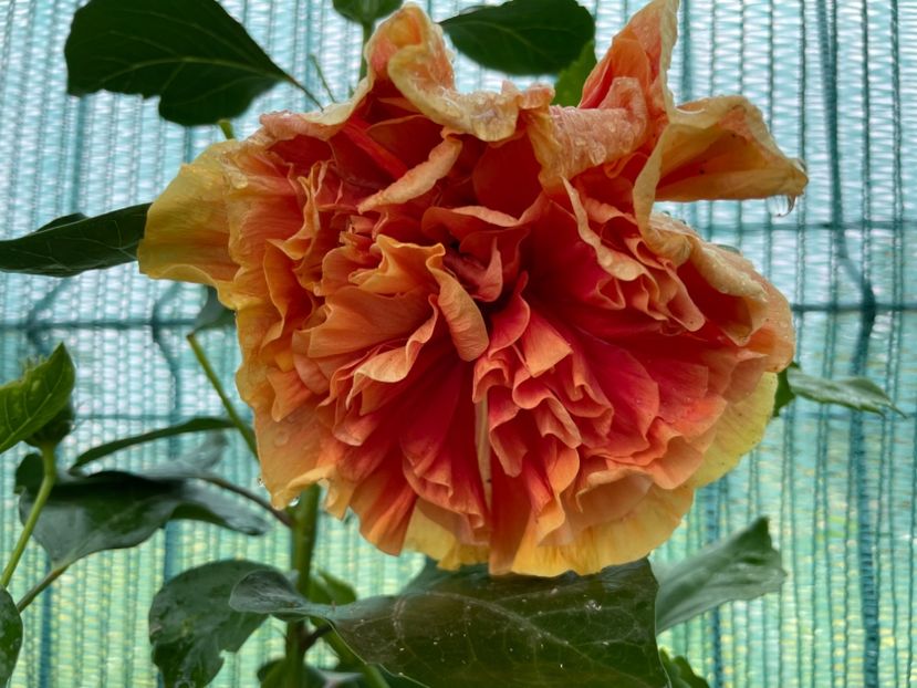  - 001 - Hibiscusi 2024 - 2