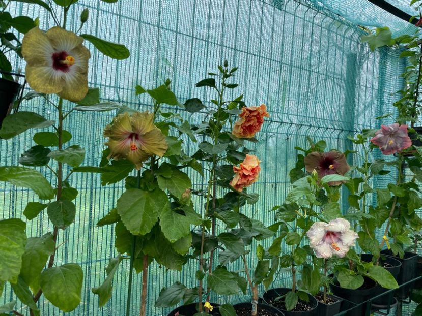  - 001 - Hibiscusi 2024 - 2