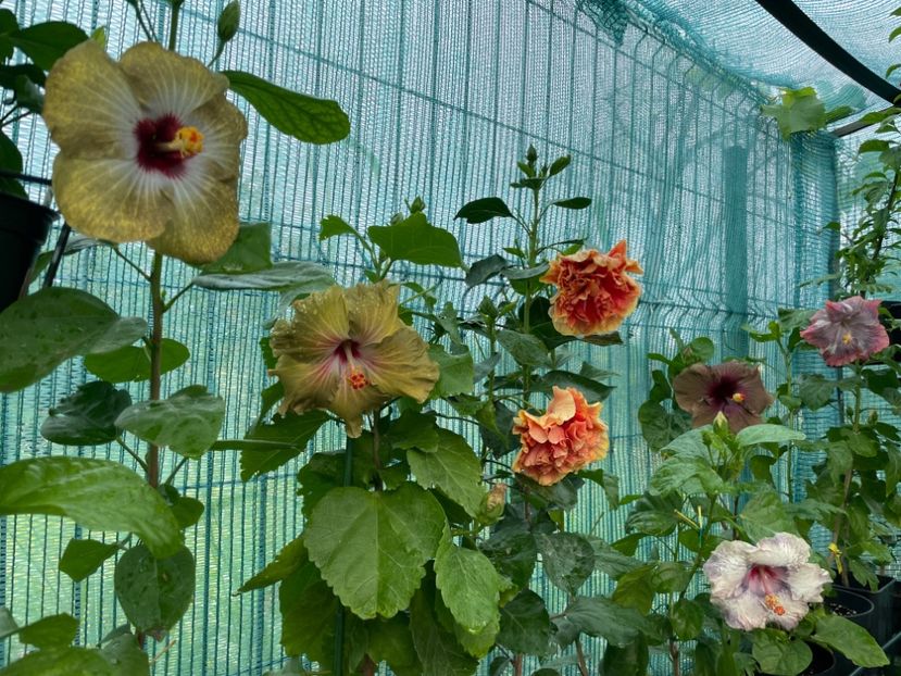  - 001 - Hibiscusi 2024 - 2