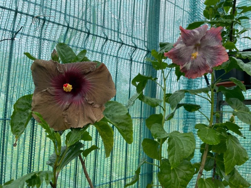  - 001 - Hibiscusi 2024 - 2