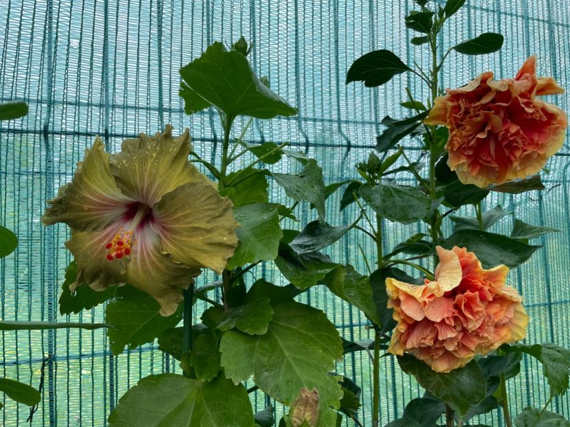  - 001 - Hibiscusi 2024 - 2