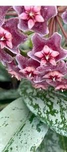 Hoya pubicalyx Reva - Hoya pubicalyx Reva - super splash
