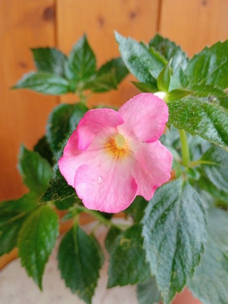 2024 - Vie en Rose