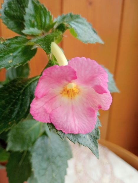  - Vie en Rose