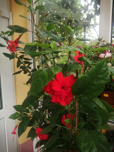  - Balsam pentru suflet