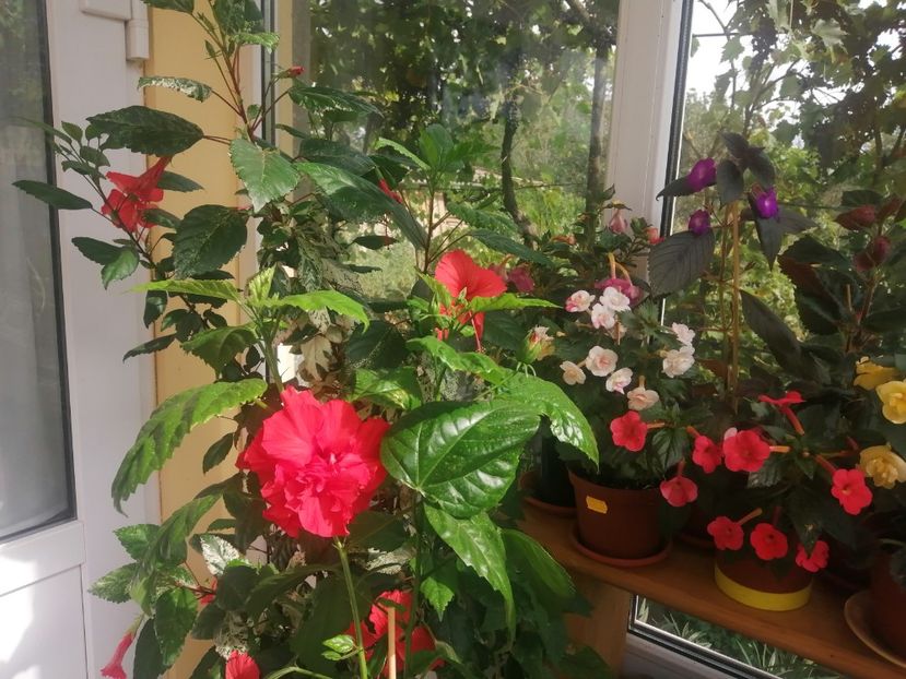  - Balsam pentru suflet