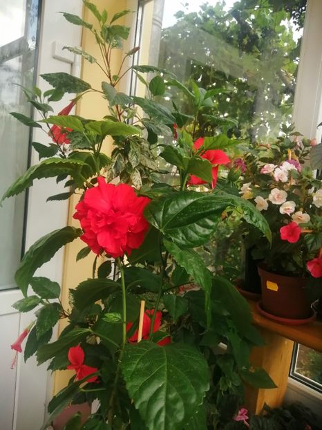  - Balsam pentru suflet