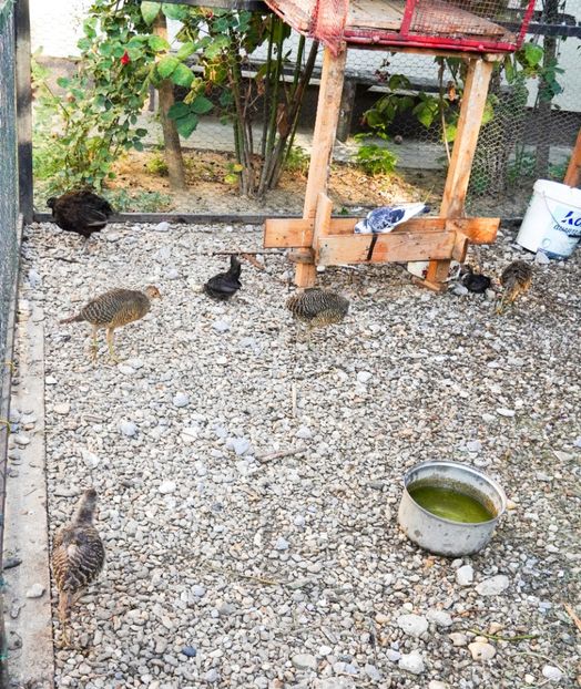 PSX_20240820_083735 - 2024 VÂND