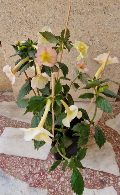  - Yellow English Rose p