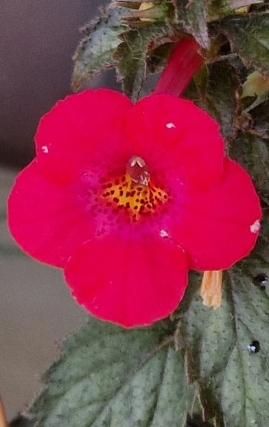 Fire Vortex - Achimenes 2024