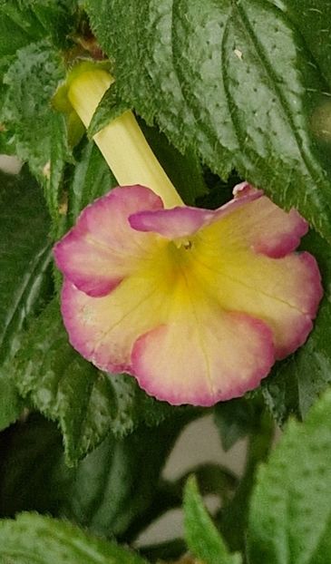 Sauline - Achimenes 2024