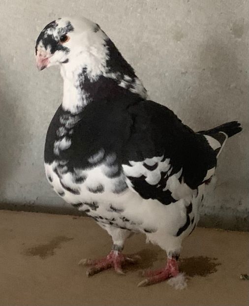 7B2D3C1C-7EBD-4EC4-8895-7F5839465326 - AMERICAN GIANT HOMER 2025