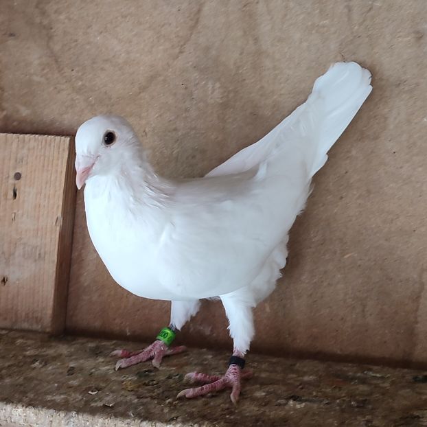 Mascul 23-941....-20 lei - Porumbei vanduti