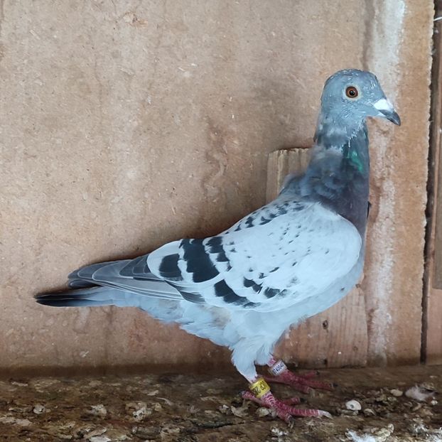 Pui 24-918 - Porumbei vanduti