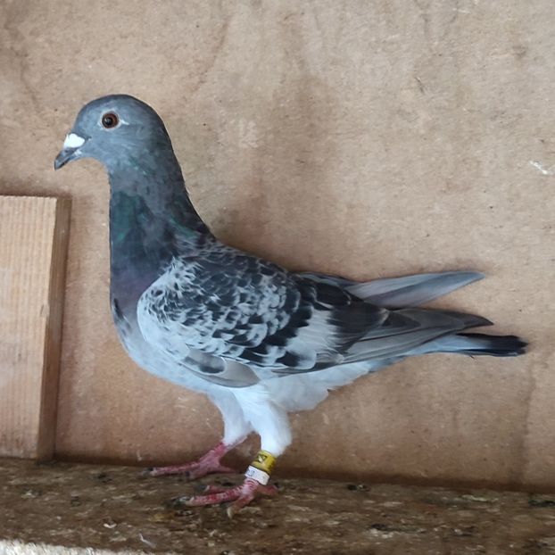 Pui 24-627 - Stropit