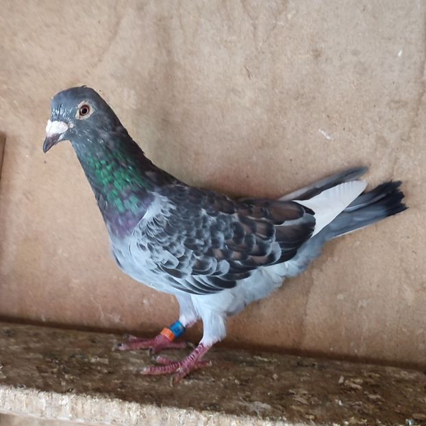 Mascul 21-003 - Stropit list