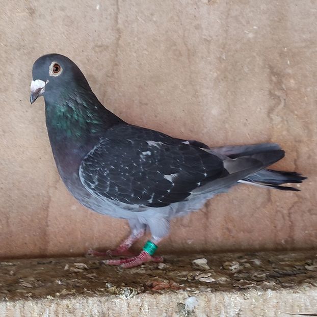 Femela 18-352 - Porumbei vanduti