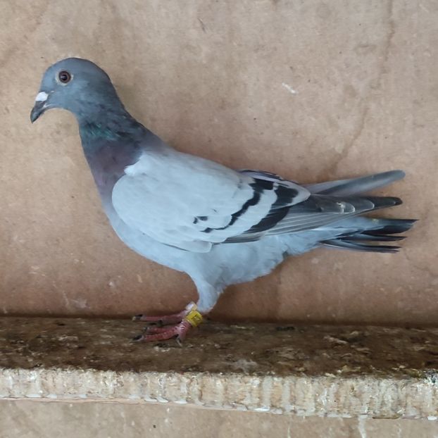 Pui 24-795....-10 lei - Porumbei vanduti