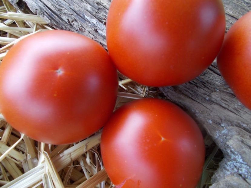  - SEMINTE ROSII - T 1102 DELIGHTFUL TOMATO