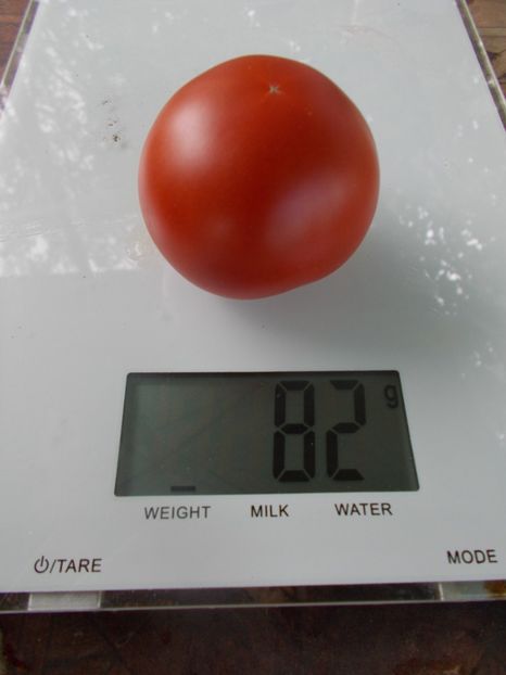  - SEMINTE ROSII - T 1102 DELIGHTFUL TOMATO