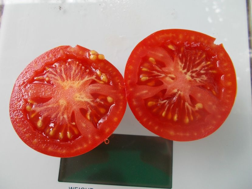  - SEMINTE ROSII - T 1102 DELIGHTFUL TOMATO