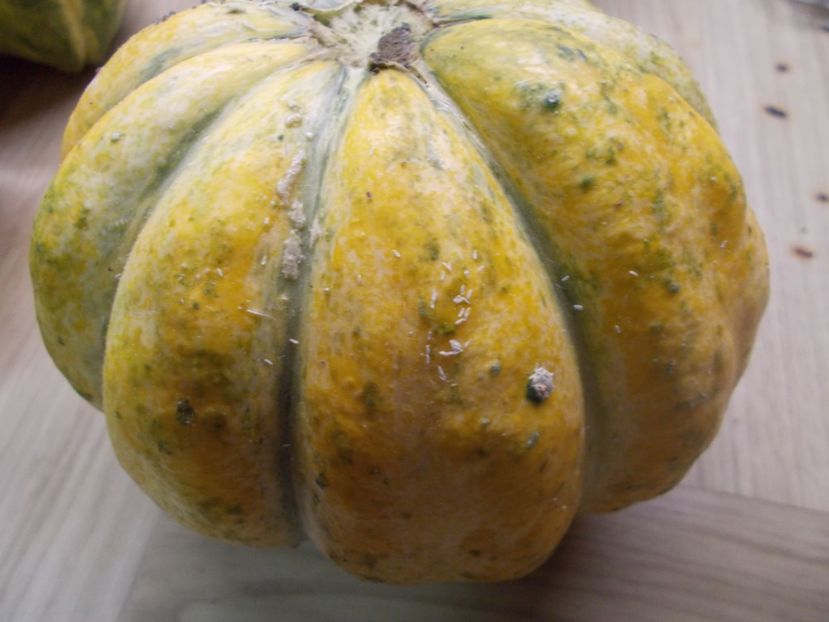  - SEMINTE PEPENE GALBEN - D 220 ZATTA