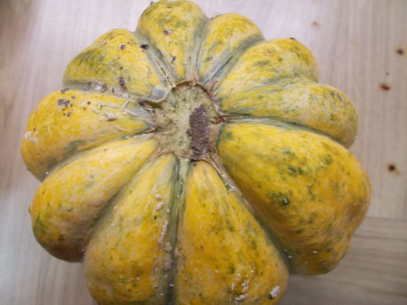  - SEMINTE PEPENE GALBEN - D 220 ZATTA