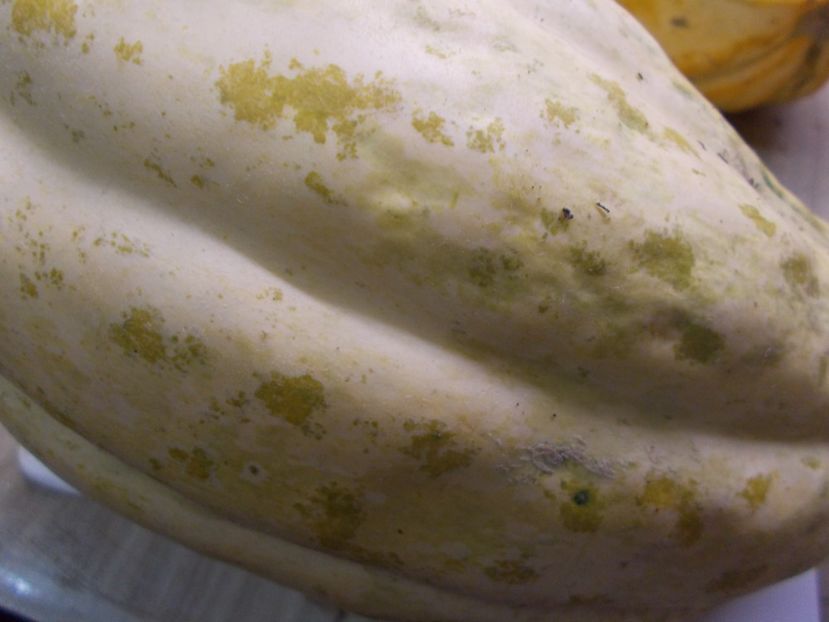  - SEMINTE PEPENE GALBEN - D 221 INDIAN CREAM COBRA