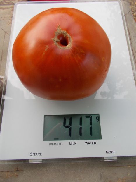  - SEMINTE ROSII - T 1034 URIASA DE HAVARNA