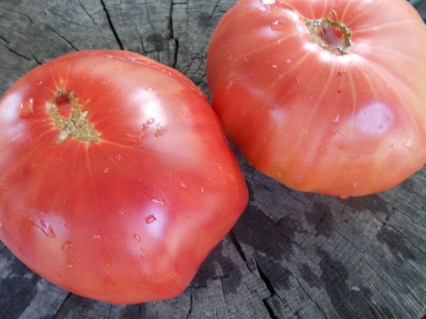  - SEMINTE ROSII - T 1037 ROSIE DE DUMBRAVENI