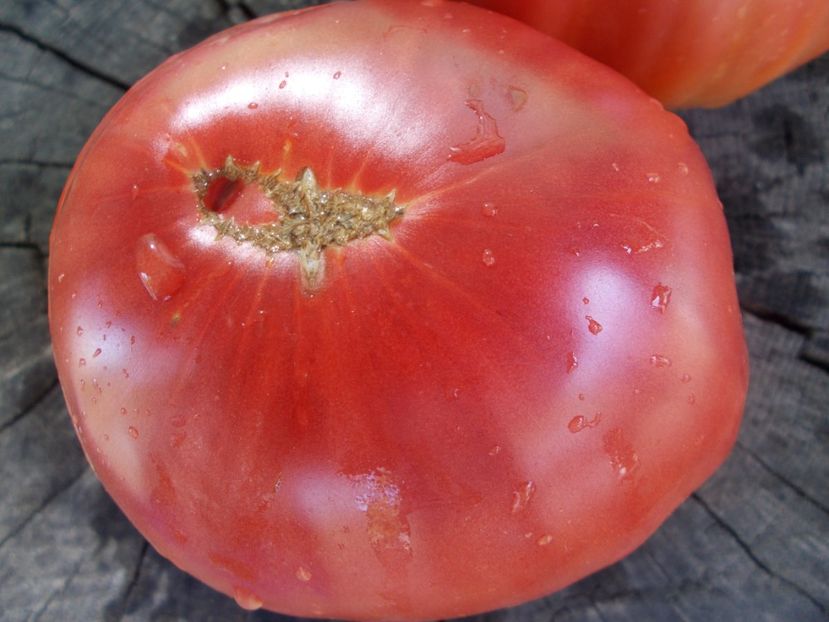  - SEMINTE ROSII - T 1037 ROSIE DE DUMBRAVENI