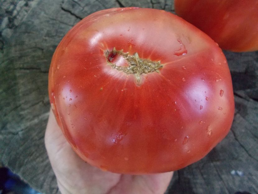  - SEMINTE ROSII - T 1037 ROSIE DE DUMBRAVENI