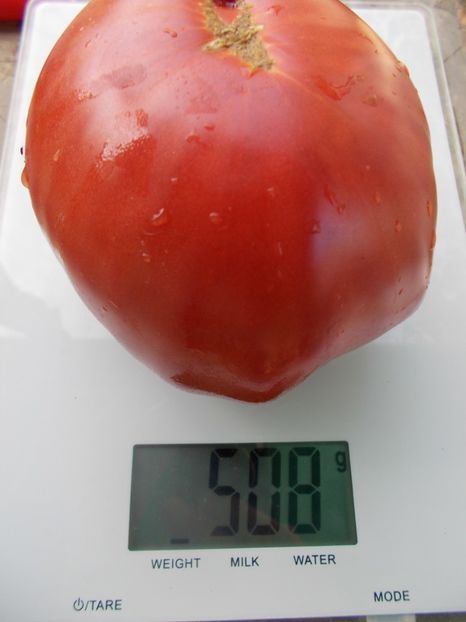  - SEMINTE ROSII - T 1037 ROSIE DE DUMBRAVENI