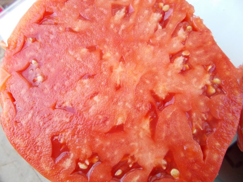  - SEMINTE ROSII - T 1037 ROSIE DE DUMBRAVENI