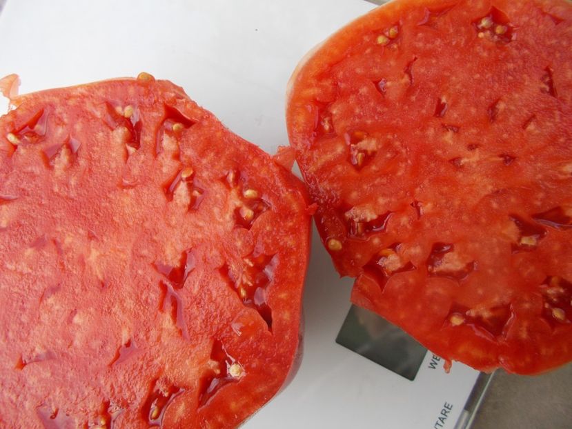  - SEMINTE ROSII - T 1037 ROSIE DE DUMBRAVENI