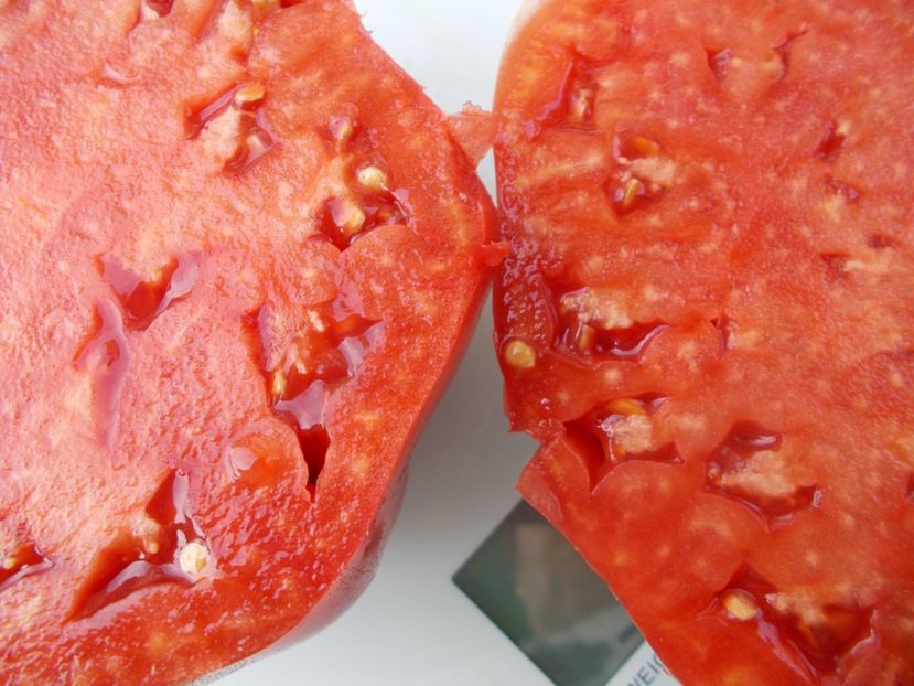  - SEMINTE ROSII - T 1037 ROSIE DE DUMBRAVENI