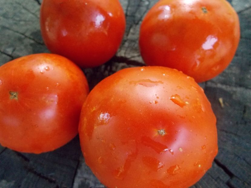  - SEMINTE ROSII - T 1047 BUZAU 4