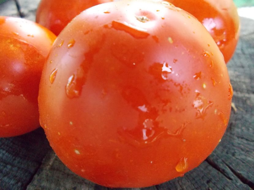  - SEMINTE ROSII - T 1047 BUZAU 4