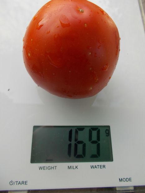  - SEMINTE ROSII - T 1047 BUZAU 4